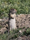 Washington Ground Squirrel - Urocitellus washingtoni