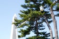 Washington mall with Washington Monument with tree maintenance by national park service