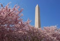 Washington monument Royalty Free Stock Photo