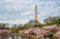 Washington Monument and the reflecting pond during the Cherry Blossom Festival