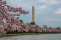 Washington Monument and the reflecting pond during the Cherry Blossom Festival