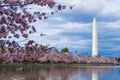 Washington Monument during Cherry Blossom Festival at the tidal basin, Washington DC