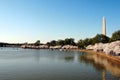 Washington Monument with Cherry Blossom Royalty Free Stock Photo
