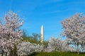Washington Monument during cherry blossom in Washington DC. Royalty Free Stock Photo