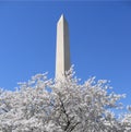Washington Monument With Cherry Blossoms Royalty Free Stock Photo