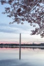 Washington Monument and cherry blossoms Royalty Free Stock Photo