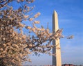 Washington Monument with cherry blossoms in the spring, Washington D.C. Royalty Free Stock Photo