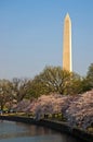 Washington Monument with Cherry Blossoms at the Tidal Basin Royalty Free Stock Photo