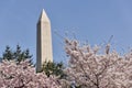 The Washington Monument with cherry trees Royalty Free Stock Photo