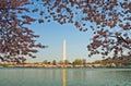 Washington Monument Framed in Cherry Blossoms Royalty Free Stock Photo