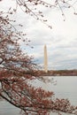 Washington Monument Framed by Cherry Blossoms Royalty Free Stock Photo