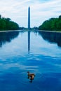 Washington Monument morning reflecting pool