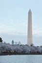 Washington Monument During Peak Cherry Blossom Bloom Royalty Free Stock Photo