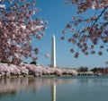 Washington Monument reflected in tidal basin