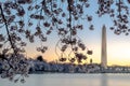 Washington Monument Framed by Cherry Blossoms Royalty Free Stock Photo