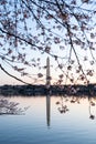 Tidal Basin Sunrise During Peak Bloom