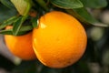 Washington Navel oranges on tree branch