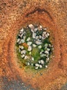 Washington Oaks Natural Rock hole with shells