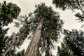 Washington State - Ponderosa Pines