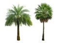 Washington Palm Tree isolated on white background with a high resolution suitable for graphic. The collection of trees. Royalty Free Stock Photo