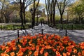 Washington Square Park in New York City during Spring with a Garden of Orange Tulips