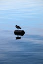 Washington state bird floating on log