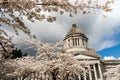 Washington State Capital Building Olympia Springtime Cherry Blossoms Royalty Free Stock Photo