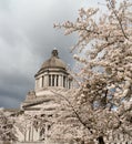 Washington State Capital Building Olympia Springtime Cherry Blossoms Royalty Free Stock Photo