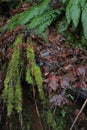 Washington State Ferns and Moss