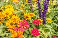 bright colorful garden plants in summer in washington Royalty Free Stock Photo