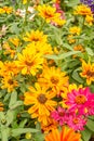 bright pink and orange blooming flowers in garden Royalty Free Stock Photo