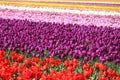 Washington State, Skagit Valley Mulitcolor tulips Royalty Free Stock Photo