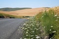 Washington State Wheat Fields with White Daisies by Roadside