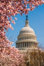 Washington US Capitol hill during cherry bloom Royalty Free Stock Photo