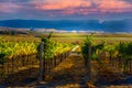 Washington Wine Vineyard