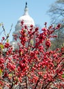 Washington Winterberry 2010 Royalty Free Stock Photo