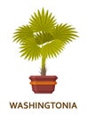 Washingtonia. Decorative houseplant in pot. Florist indoor tree or interior flowerpot. Vector illustration