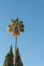 Washingtonia fan palm tree nestled between two Italian cypress trees, isolated against a clear blue sky Royalty Free Stock Photo