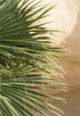 Washingtonia filifera, also known as desert fan palm, California fan palm and petticoat palm. Royalty Free Stock Photo