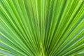 Washingtonia filifera Desert Fan Palm American Cotton Palm Arizona Fan Palm Stripped tropical pointy leaves Ribbed leaf Washington