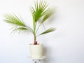 Washingtonia filifera at home