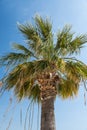 Washingtonia Filifera Palm tree Royalty Free Stock Photo