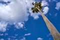 Washingtonia high Palm tree under blue sky Royalty Free Stock Photo