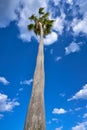 Washingtonia high Palm tree under blue sky Royalty Free Stock Photo