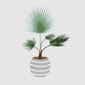 washingtonia palm illustration graphic element for poster, book, banner