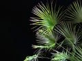 Washingtonia palm leaves on black background, copy space