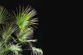 Washingtonia palm leaves on night black sky, copy space