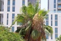 Washingtonia palm, modren buildings