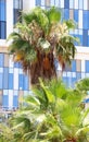 Washingtonia palm, modren office buildings Royalty Free Stock Photo