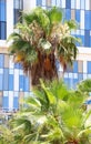 Washingtonia palm, modren office buildings